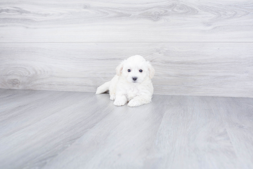 Fluffy Maltipoo Poodle Mix Pup