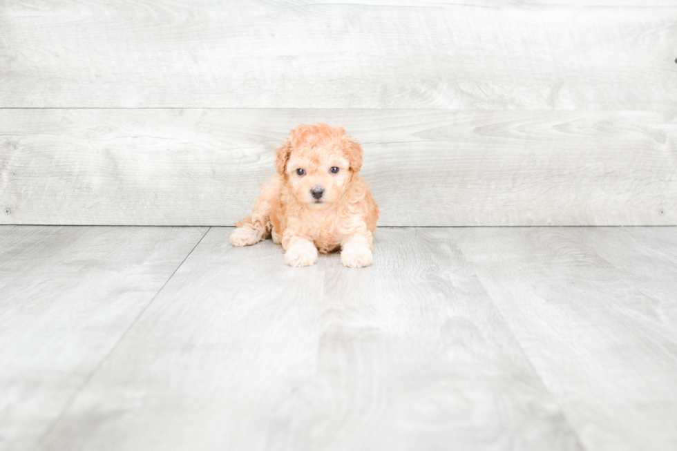 Maltipoo Pup Being Cute