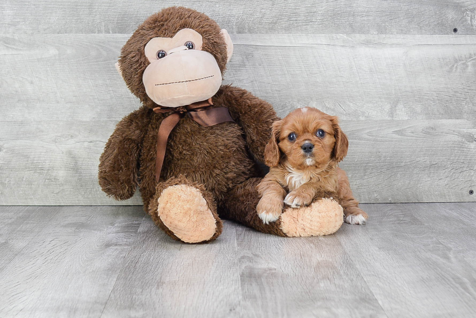 Cavalier King Charles Spaniel Puppy for Adoption