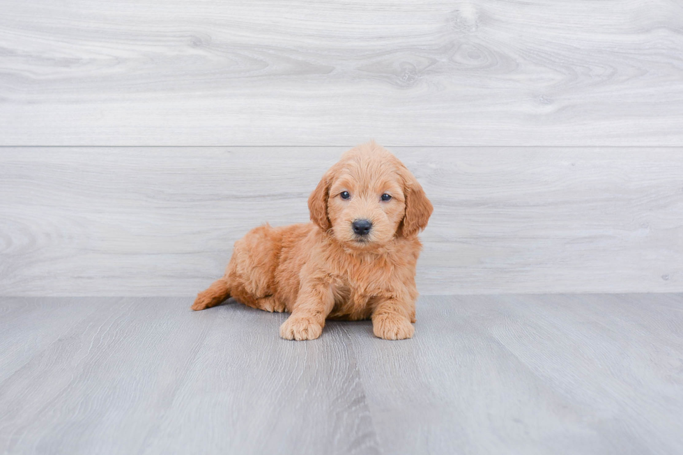 Mini Goldendoodle Pup Being Cute