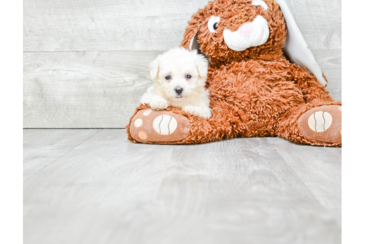 Cute Maltipoo Baby