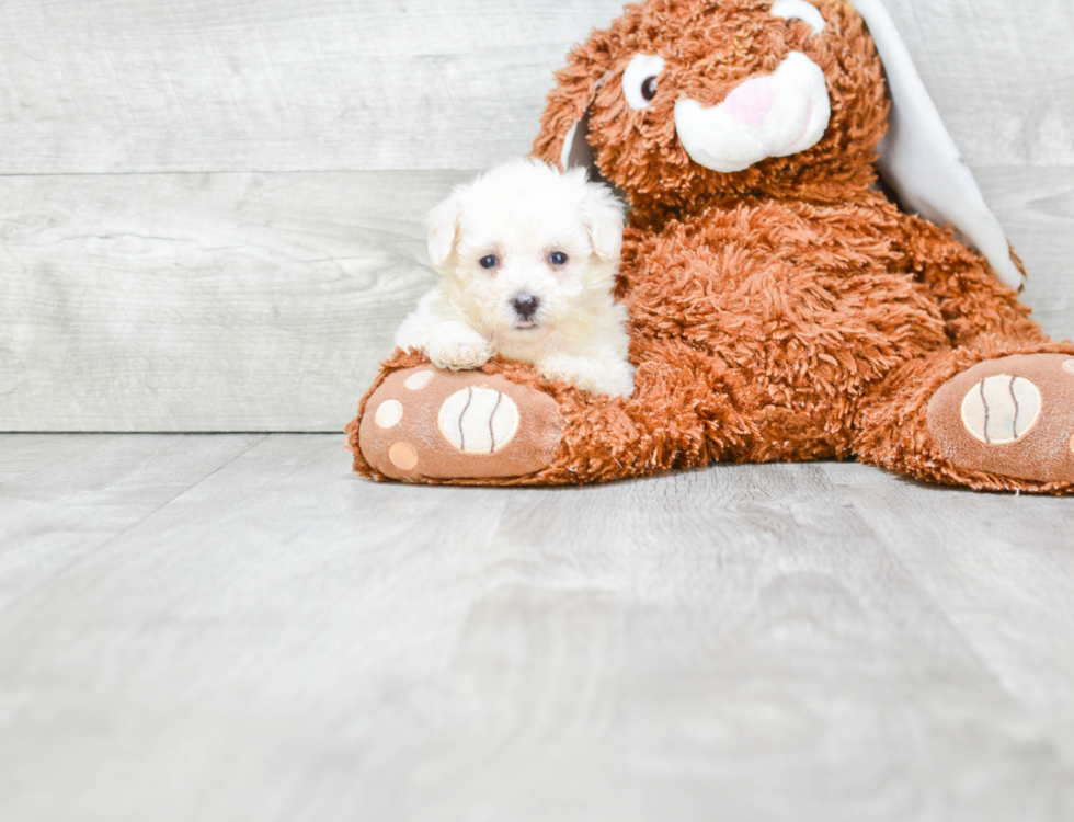 Cute Maltipoo Baby