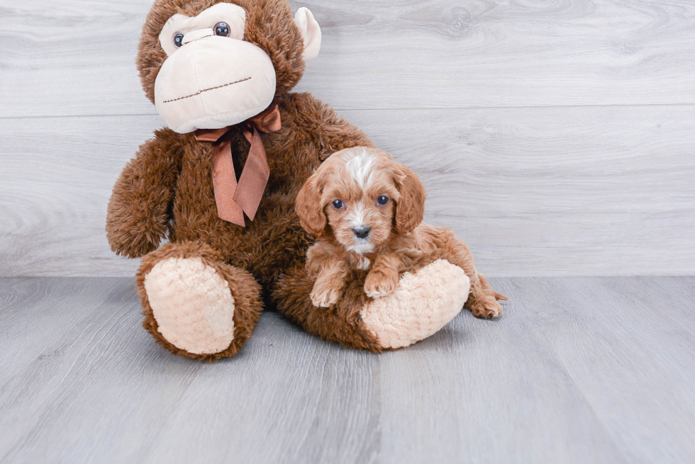 Happy Cavapoo Baby