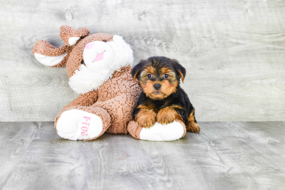 Meet Snickers - our Yorkshire Terrier Puppy Photo 