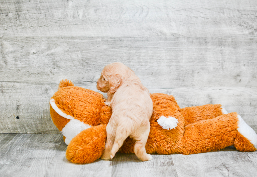 Playful Golden Retriever Poodle Mix Puppy