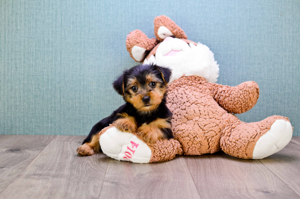 Meet Roscoe - our Yorkshire Terrier Puppy Photo 