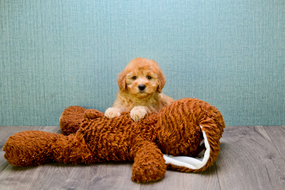 Little Golden Retriever Poodle Mix Puppy