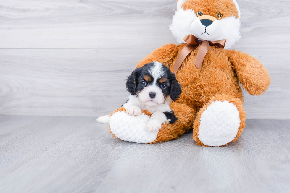 Cavalier King Charles Spaniel Pup Being Cute