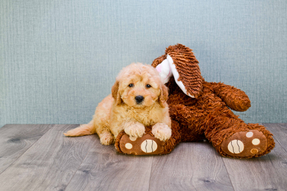 Best Mini Goldendoodle Baby