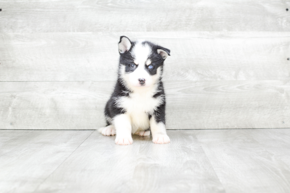 Energetic Mini Husky Designer Puppy