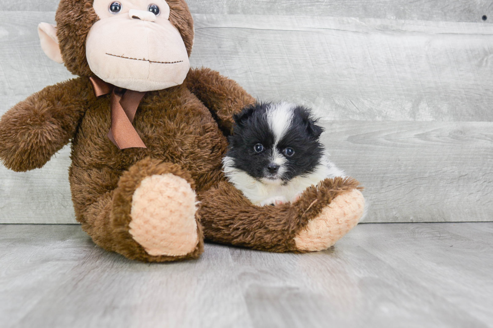 Hypoallergenic Pomeranian Purebred Pup