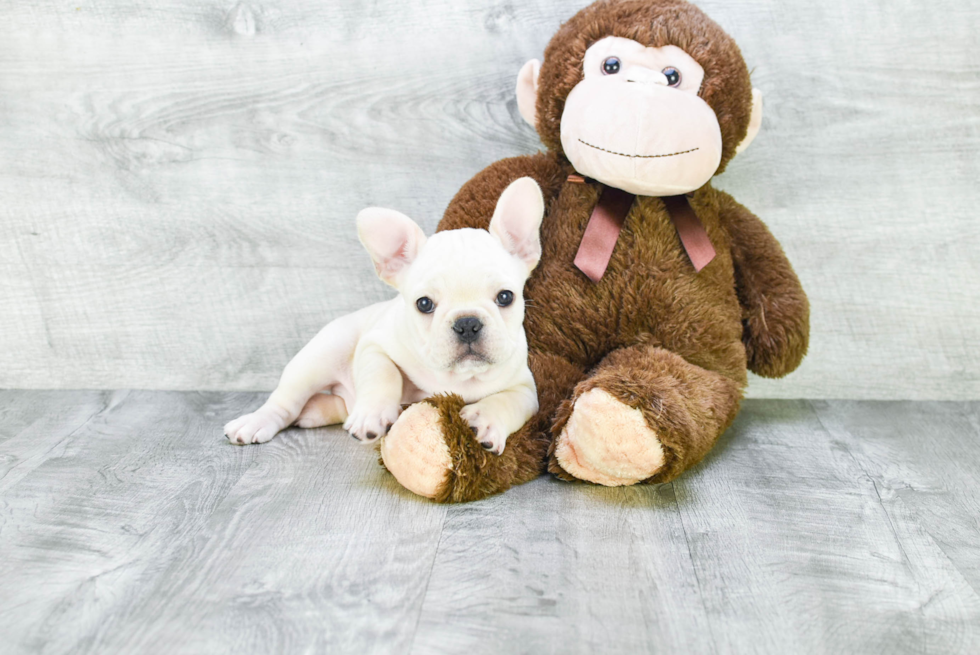 French Bulldog Puppy for Adoption