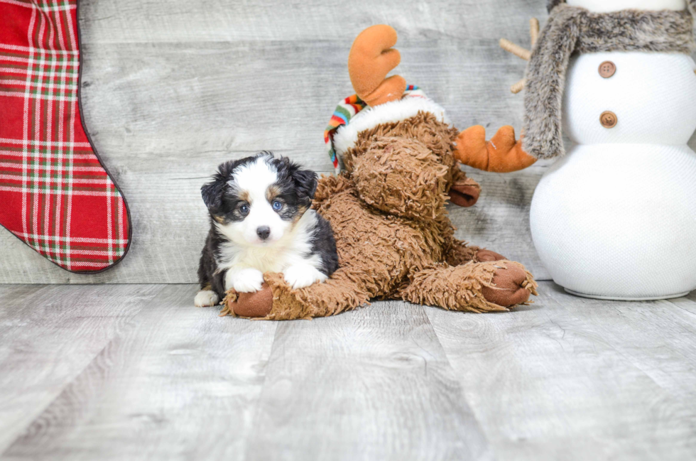 Hypoallergenic Aussiepoo Poodle Mix Puppy