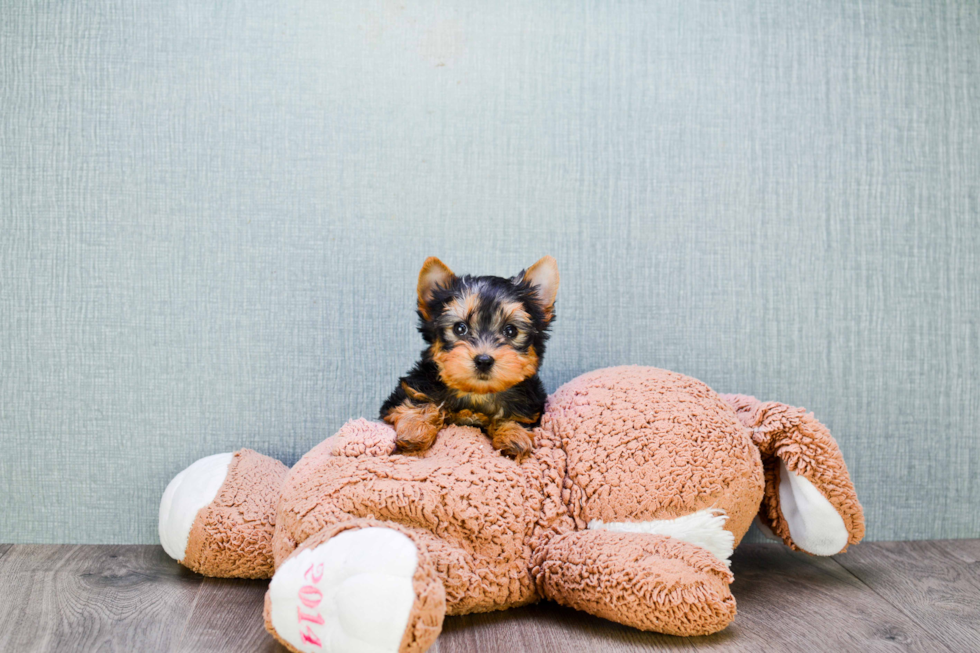 Meet Tinkerbell - our Yorkshire Terrier Puppy Photo 