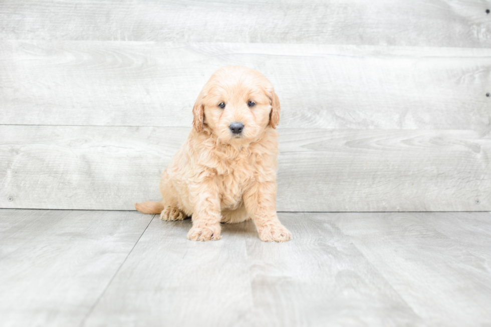 Energetic Golden Retriever Poodle Mix Puppy