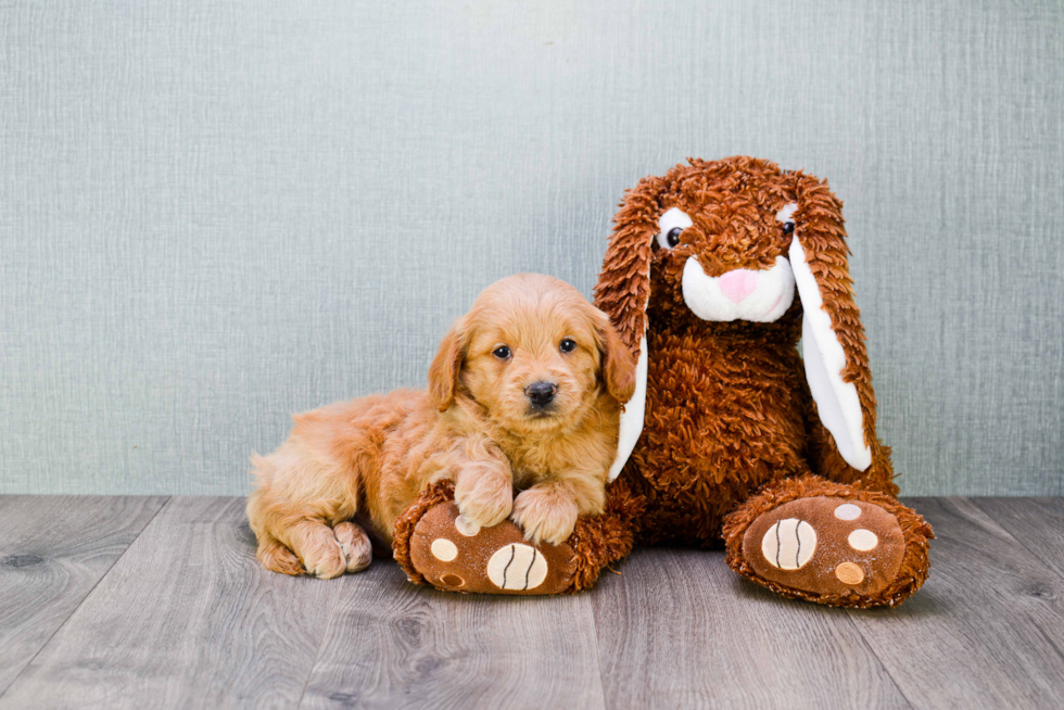 Mini Goldendoodle Pup Being Cute