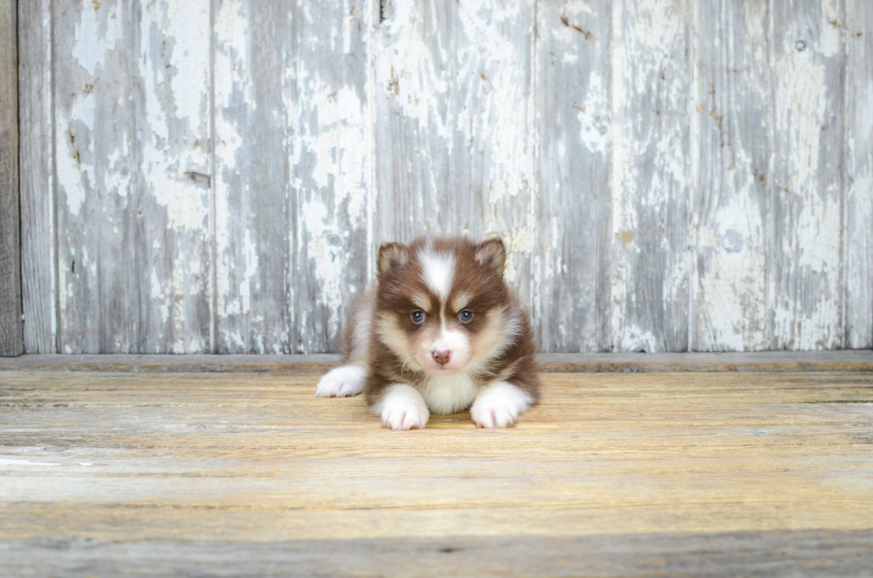 Playful Mini Husky Designer Puppy