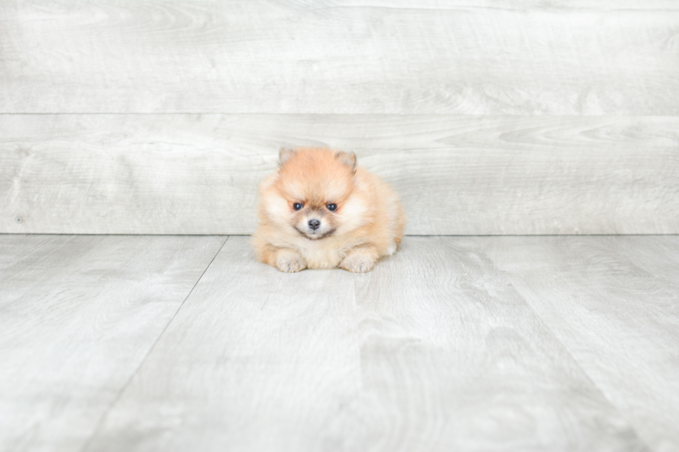 Funny Pomeranian Purebred Pup