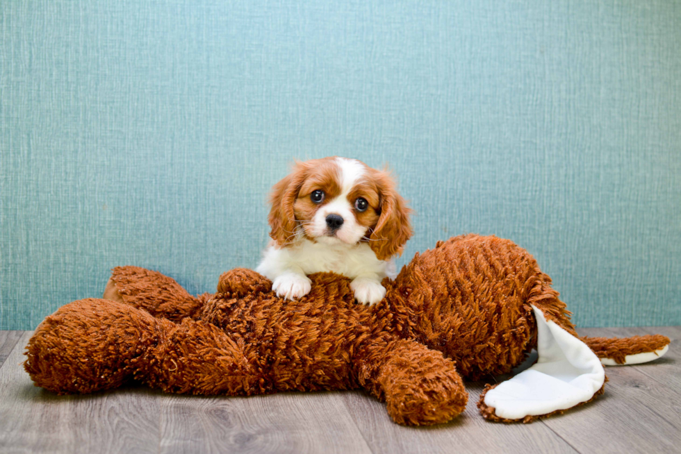 Best Cavalier King Charles Spaniel Baby