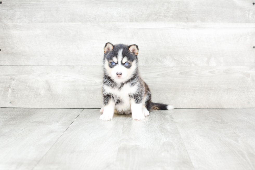 Popular Pomsky Designer Pup