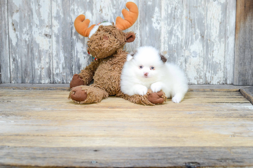 Adorable Pomeranian Purebred Puppy