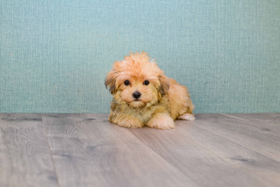 Morkie Pup Being Cute