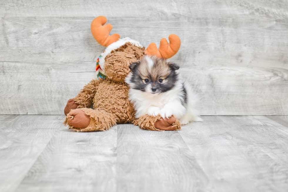 Sweet Pomeranian Purebred Puppy