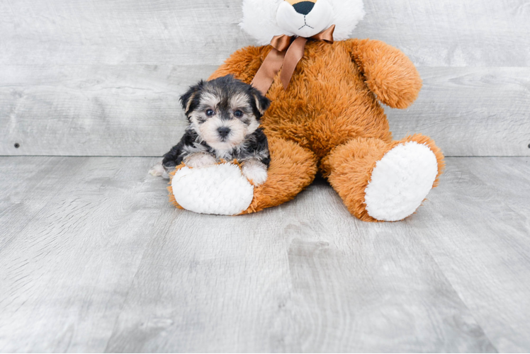 Best Morkie Baby