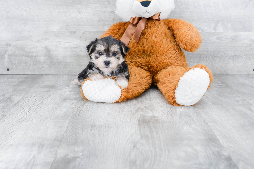 Best Morkie Baby