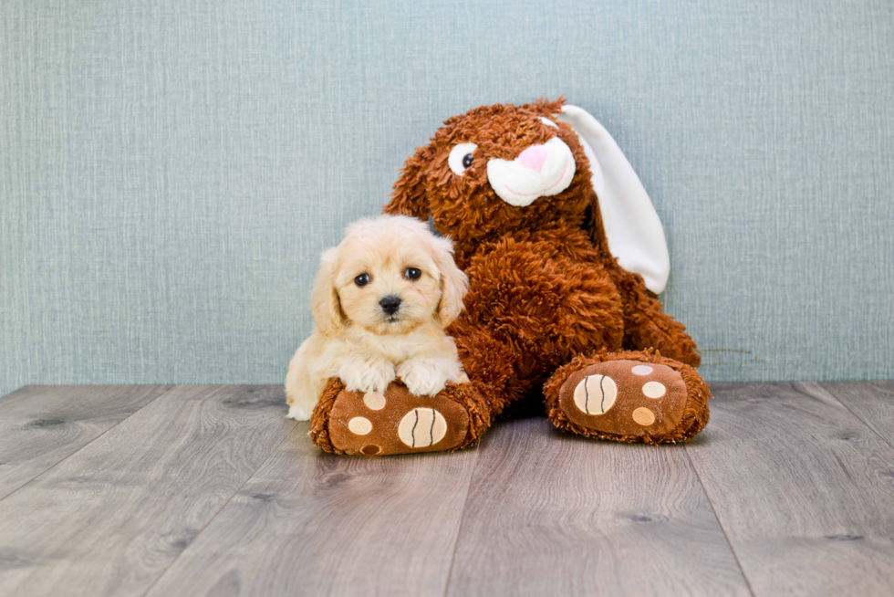 Best Cavachon Baby