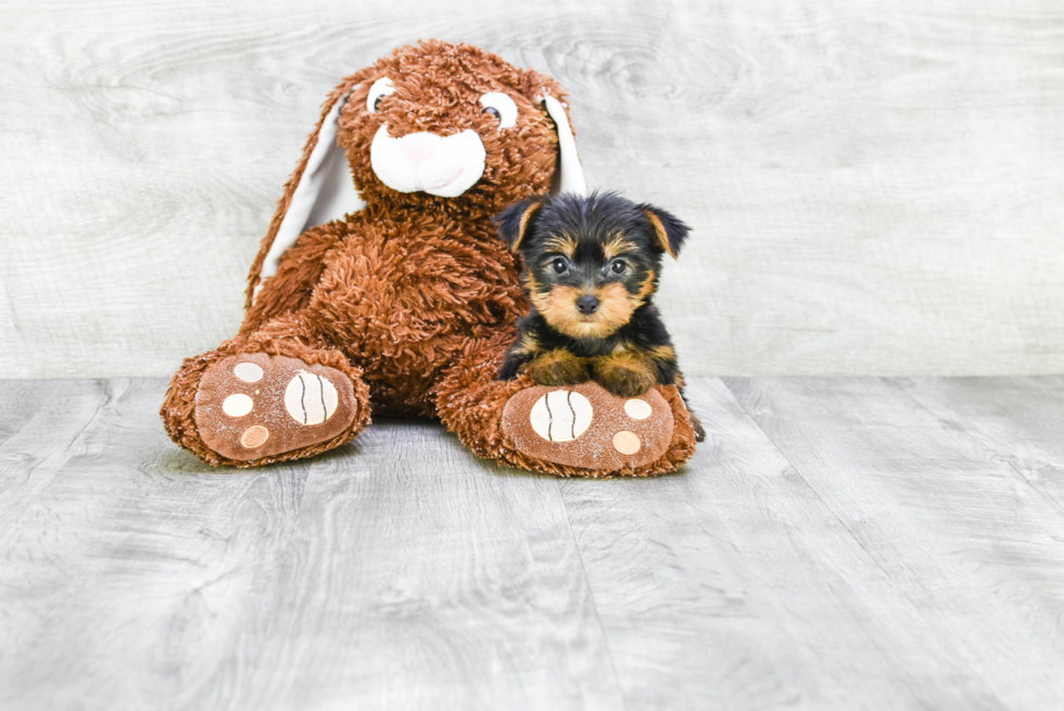 Meet Becca - our Yorkshire Terrier Puppy Photo 