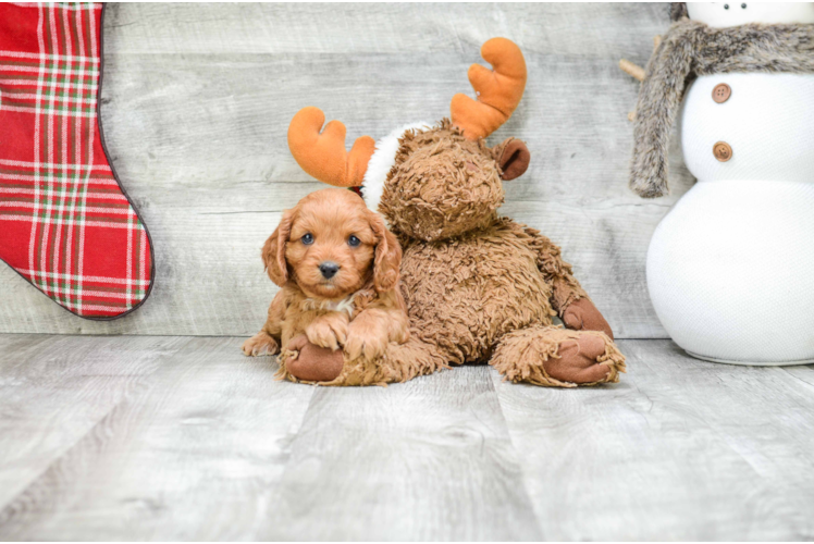 Sweet Cavapoo Baby