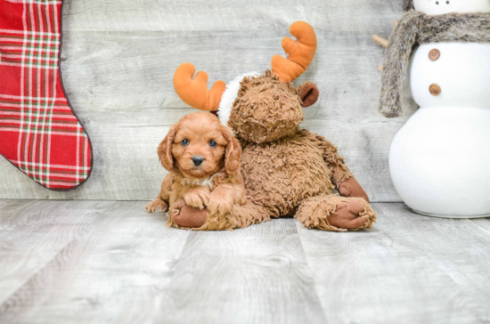 Sweet Cavapoo Baby