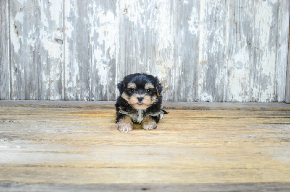 Morkie Puppy for Adoption