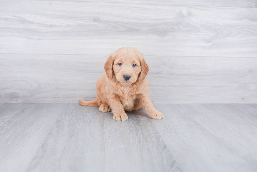 Adorable Golden Retriever Poodle Mix Puppy