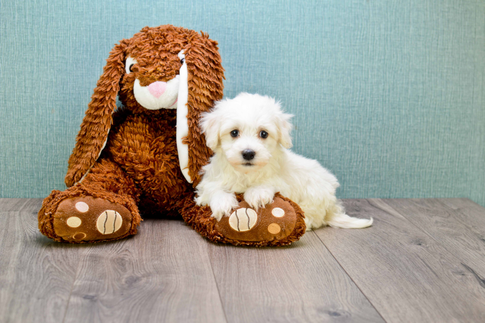 Sweet Maltipoo Baby