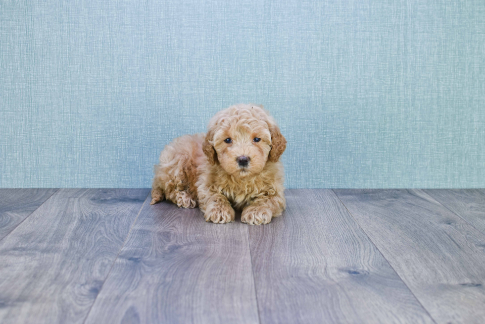 Petite Mini Goldendoodle Poodle Mix Pup