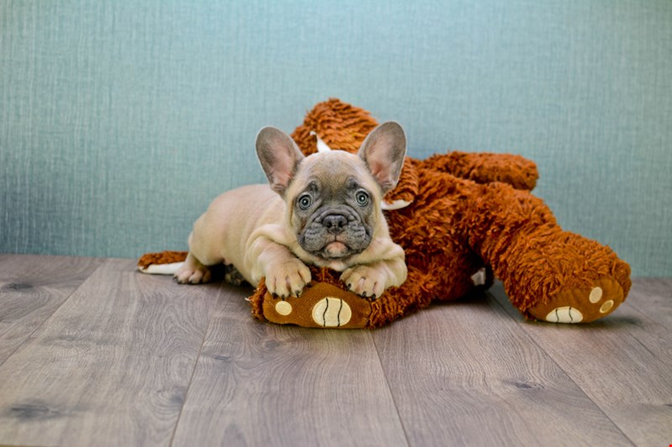 Popular French Bulldog Purebred Pup