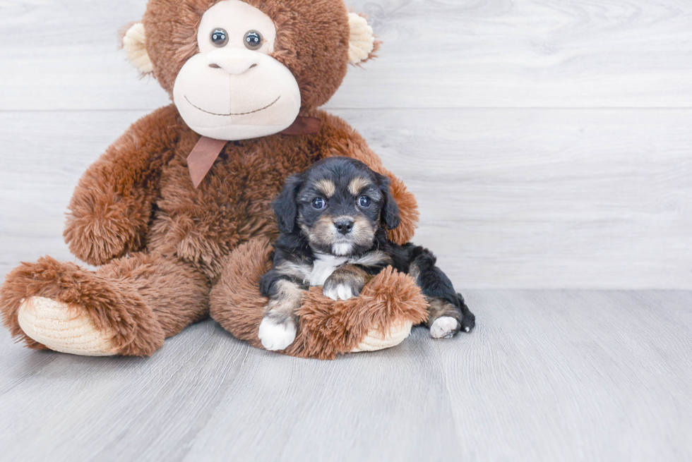 Friendly Cavachon Baby