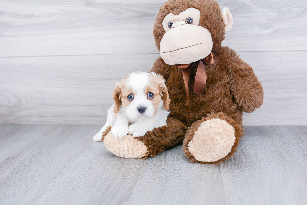 Best Cavalier King Charles Spaniel Baby