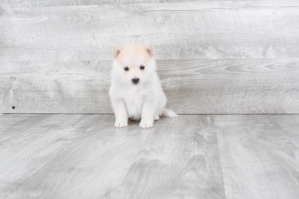 Pomsky Puppy for Adoption