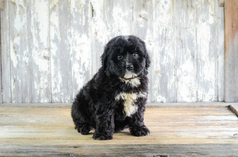 Best Mini Bernedoodle Baby