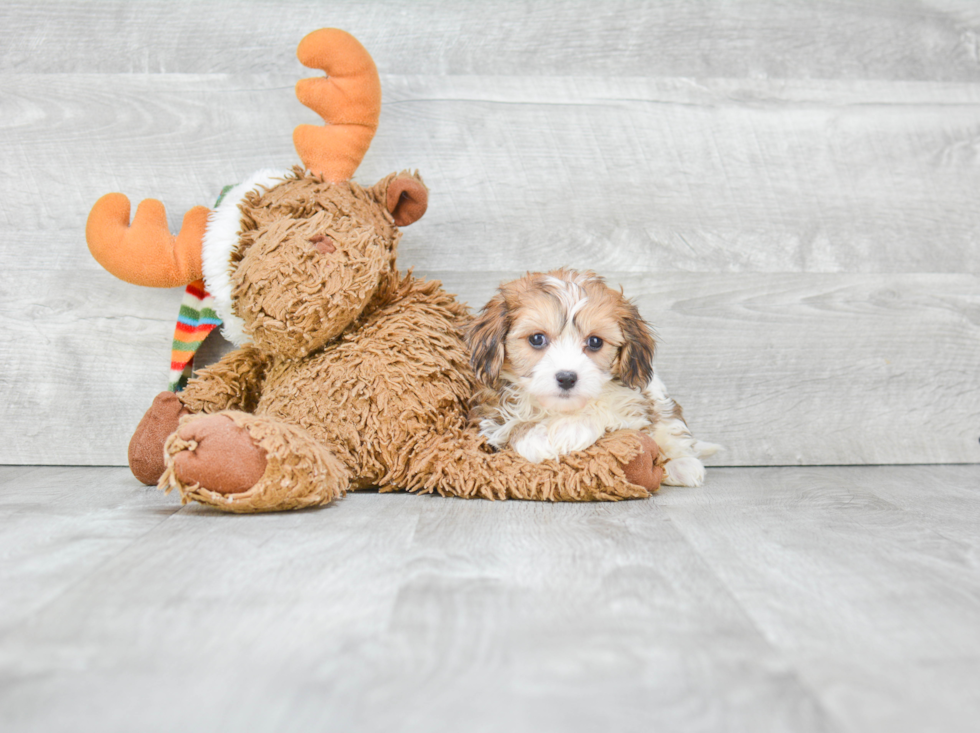 Cavachon Puppy for Adoption