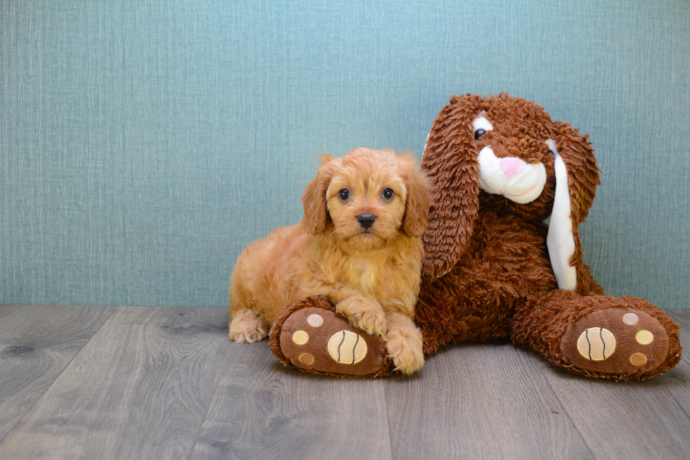 Cute Cavapoo Baby