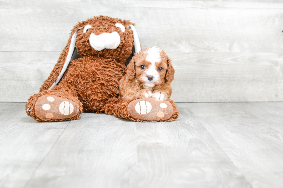 Fluffy Cavapoo Poodle Mix Pup