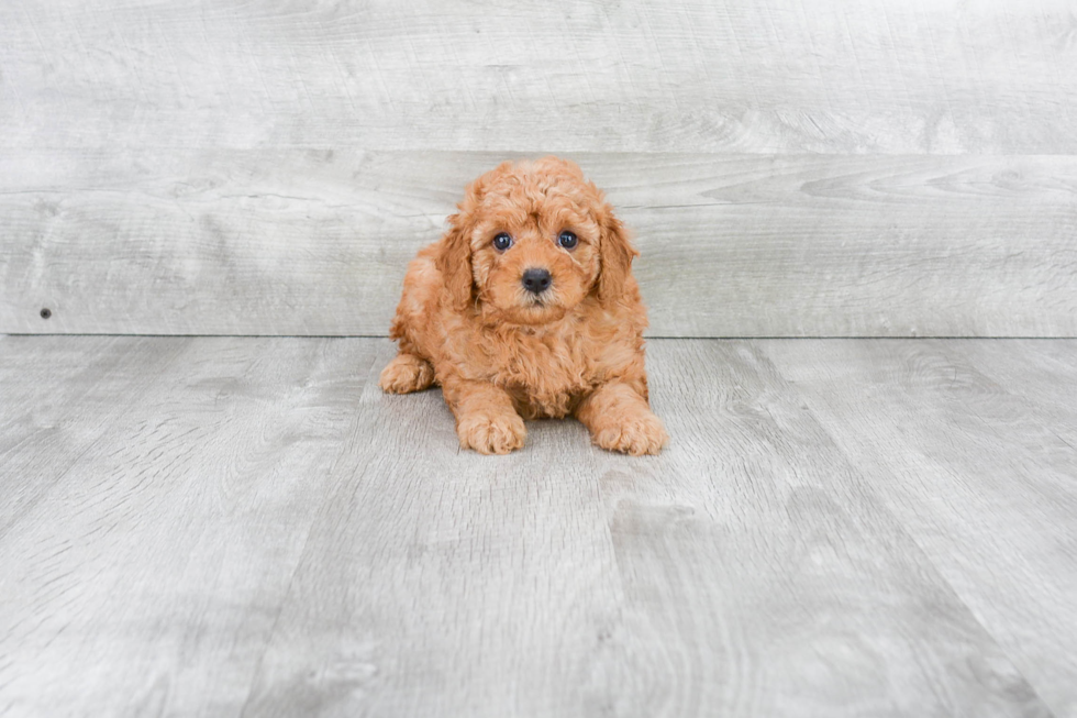 Cute Mini Goldendoodle Baby