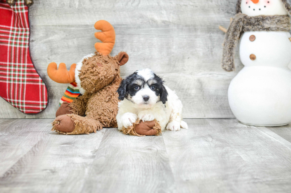 Happy Cavachon Baby