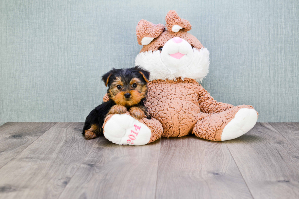 Meet Steph - our Yorkshire Terrier Puppy Photo 