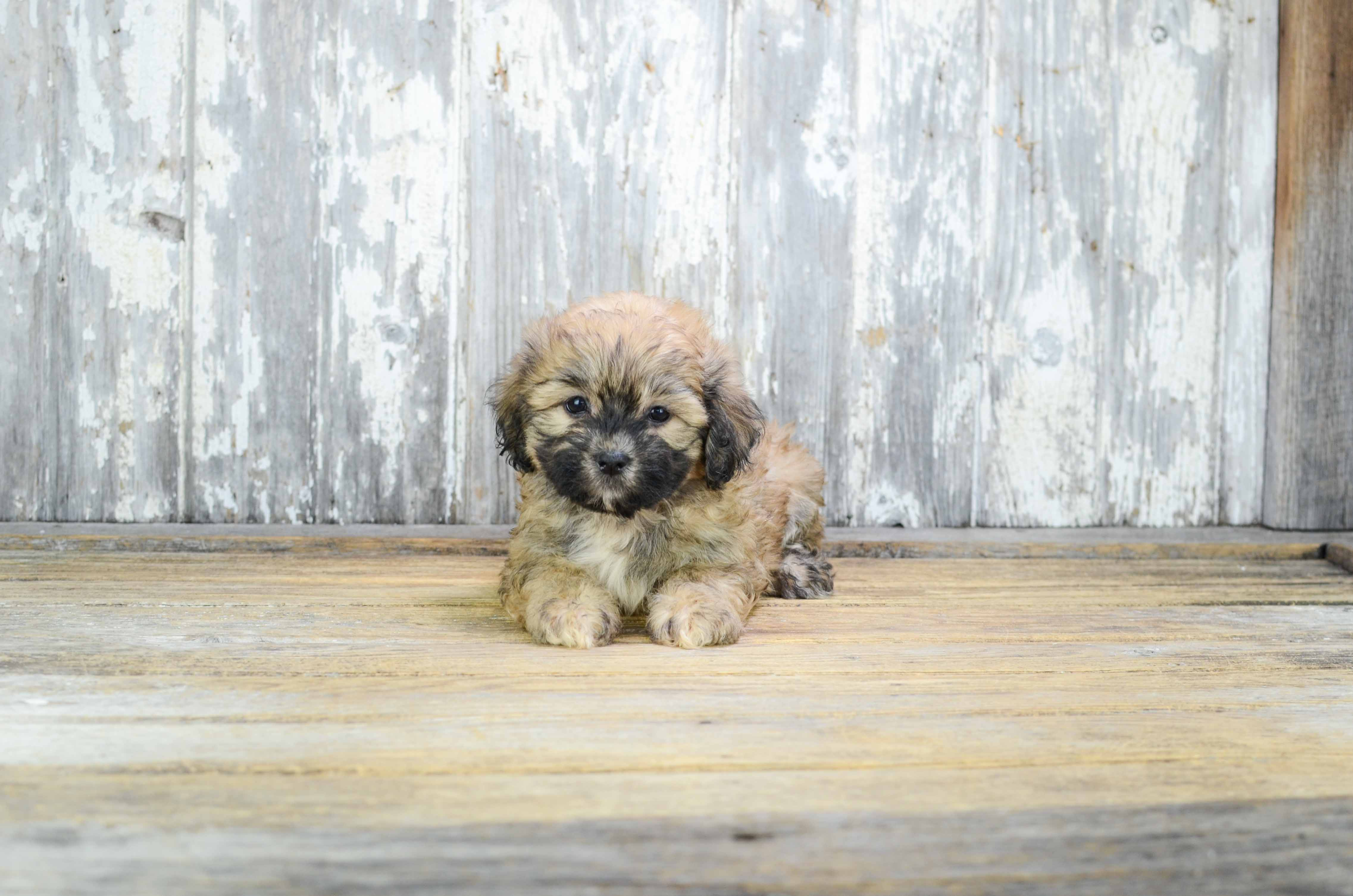 Best Teddy Bear Baby