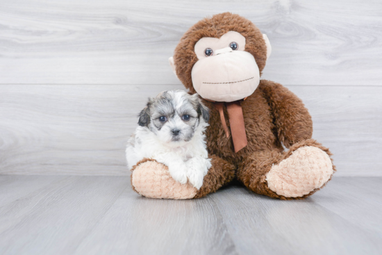 Smart Teddy Bear Designer Pup